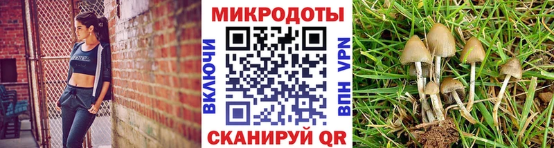 omg зеркало  Белинский  Галлюциногенные грибы Psilocybine cubensis 